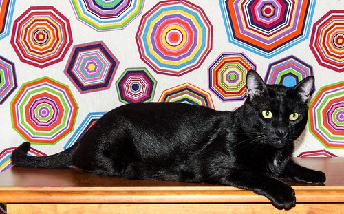 Apolo, gato negro bellísimo y mimosón esterilizado, nacido en Agosto´15, en adopción. Valencia. ADOPTADO. 33766387354_79d5f8a111