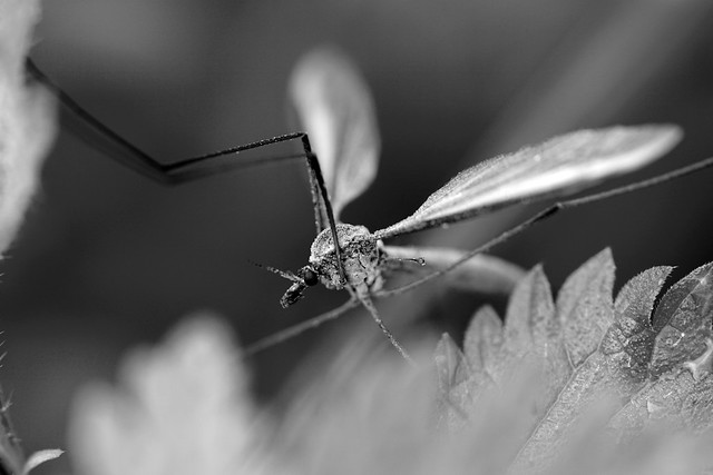 Posing crane fly