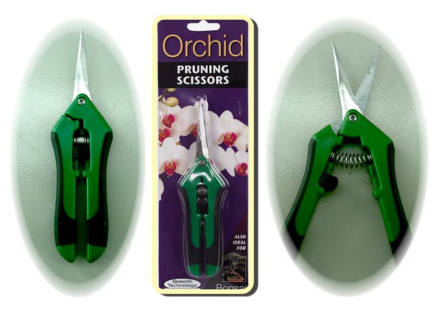 Orchid Scissors