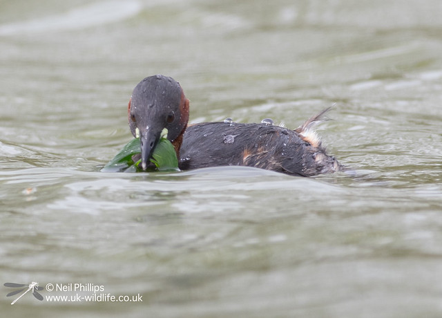 Little grebes trying to save nest-12