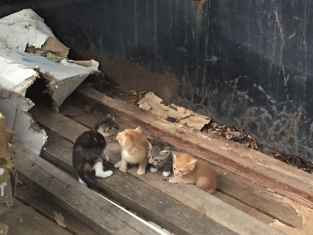 Farm kittens