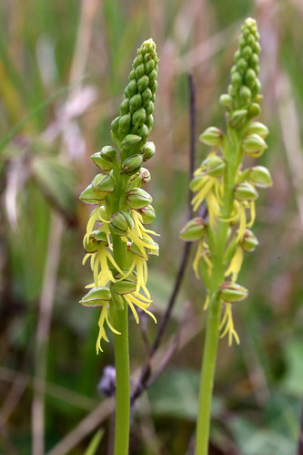 Man Orchid Orchis anthropophora