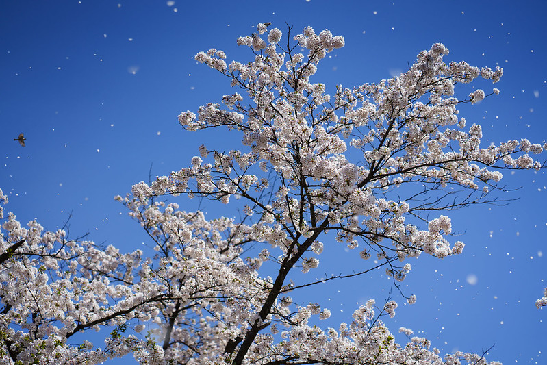 Flurry of cherry blossoms. α7m2-09962