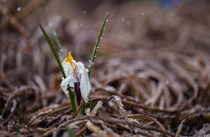 valkoinen kukka nuppu nupullaan krookus kevät