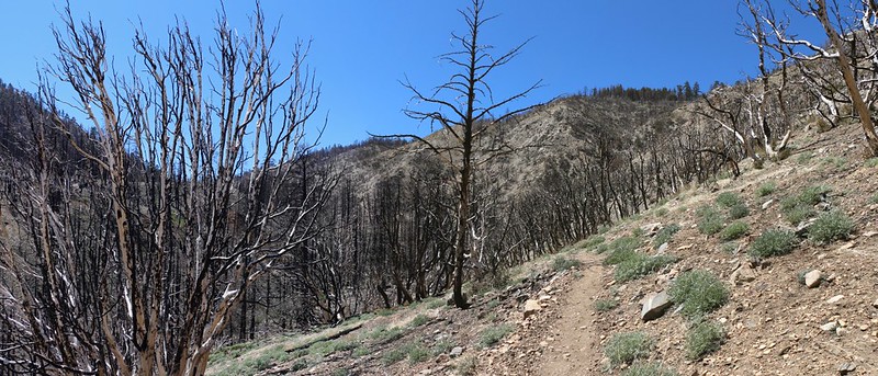 Looking upstream along the North Fork of Mission Creek as the PCT stays high near mile 238, with lots of dead oak branches all around us