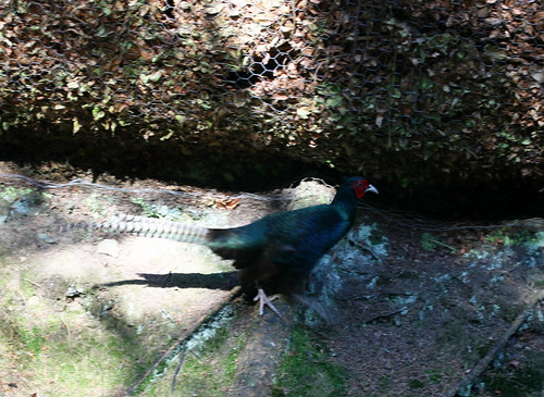 Black/green pheasant!