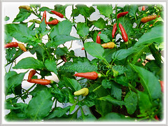 Capsicum frutescens cv. Bird's Eye (Chilli Padi, Bird Chilli, Bird's Eye, Tabasco Pepper, Red/Bird Pepper, Thai Chili) fruiting in abundance, 13 June 2011