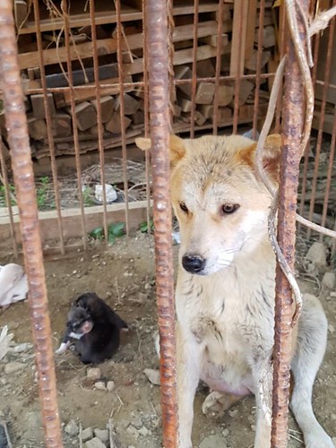 Another Rescue by Nami Kim (SaveKoreanDogs.org)