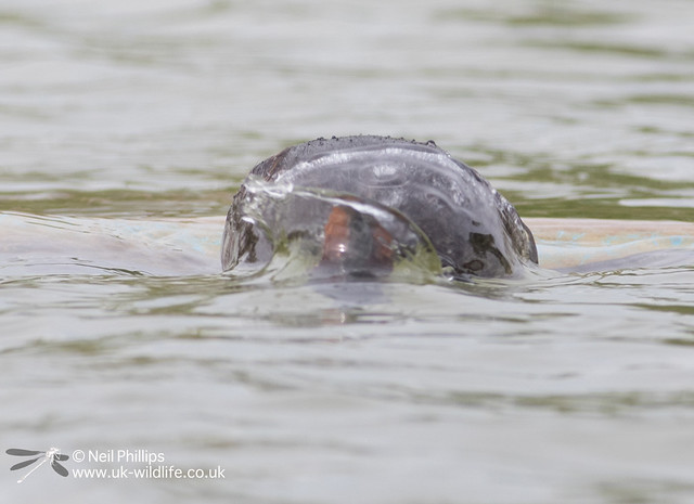 Little grebes trying to save nest-10