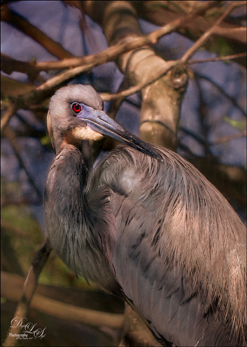 Image of a Tricolored Heron from the St. Augustine Alligator Farm Rookery