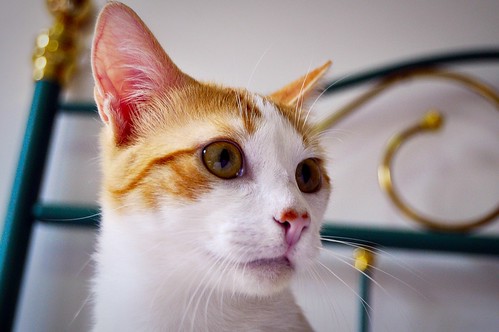 Víctor, gatito blanco y naranja muy dulce esterilizado, nacido en Agosto´16, en adopción. Valencia. ADOPTADO. 34252396432_ec3372470c