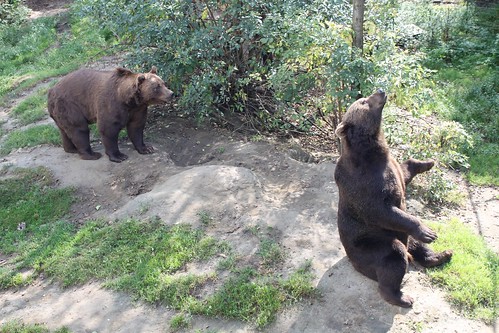 two bears eating