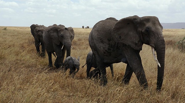 Serengeti National Park 2