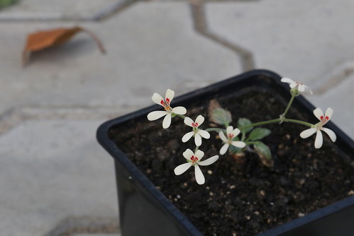 Pelargonium aestivale