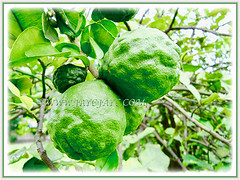 Thorny and multi-stemed tree of Citrus hystrix (Thai Lime, Kaffir Lime, Makrut Lime, Mauritius Papeda) bearing lovely fruits, 25 Nov 2011