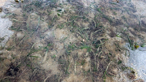 Seagrasses on Beting Bemban Besar, May 2017