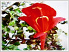 Columnea scandens L. variegata (Goldfish Plant, Flying Goldfish Plant, Columnea)