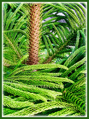 Brownish stem of the trunnk of Araucaria heterophylla (Norfolk Island Pine, Star Pine, Triangle Tree, Living Christmas Tree), 5 Aug 2011