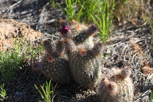Lace hedgehog Cactus (Echinocereus reichenbachii)