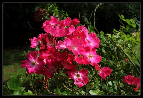 Rosier buisson simple rose vif [identification] 34595104895_81b5919b6e