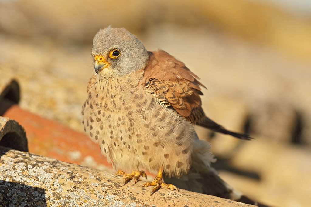 Lesser Kestrel  Falco naumanni