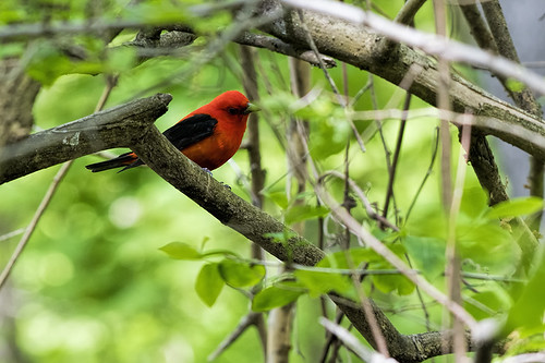Forest Park: Scarlet Tanager