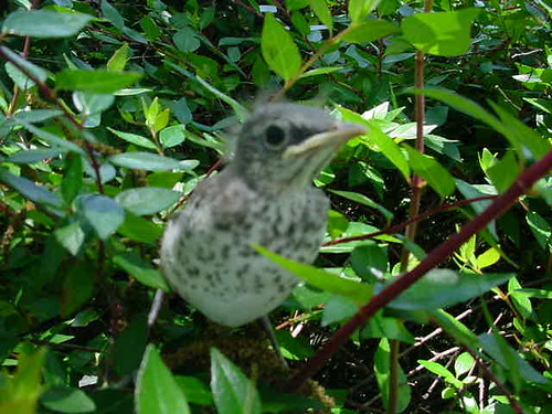 baby mockingbird 2