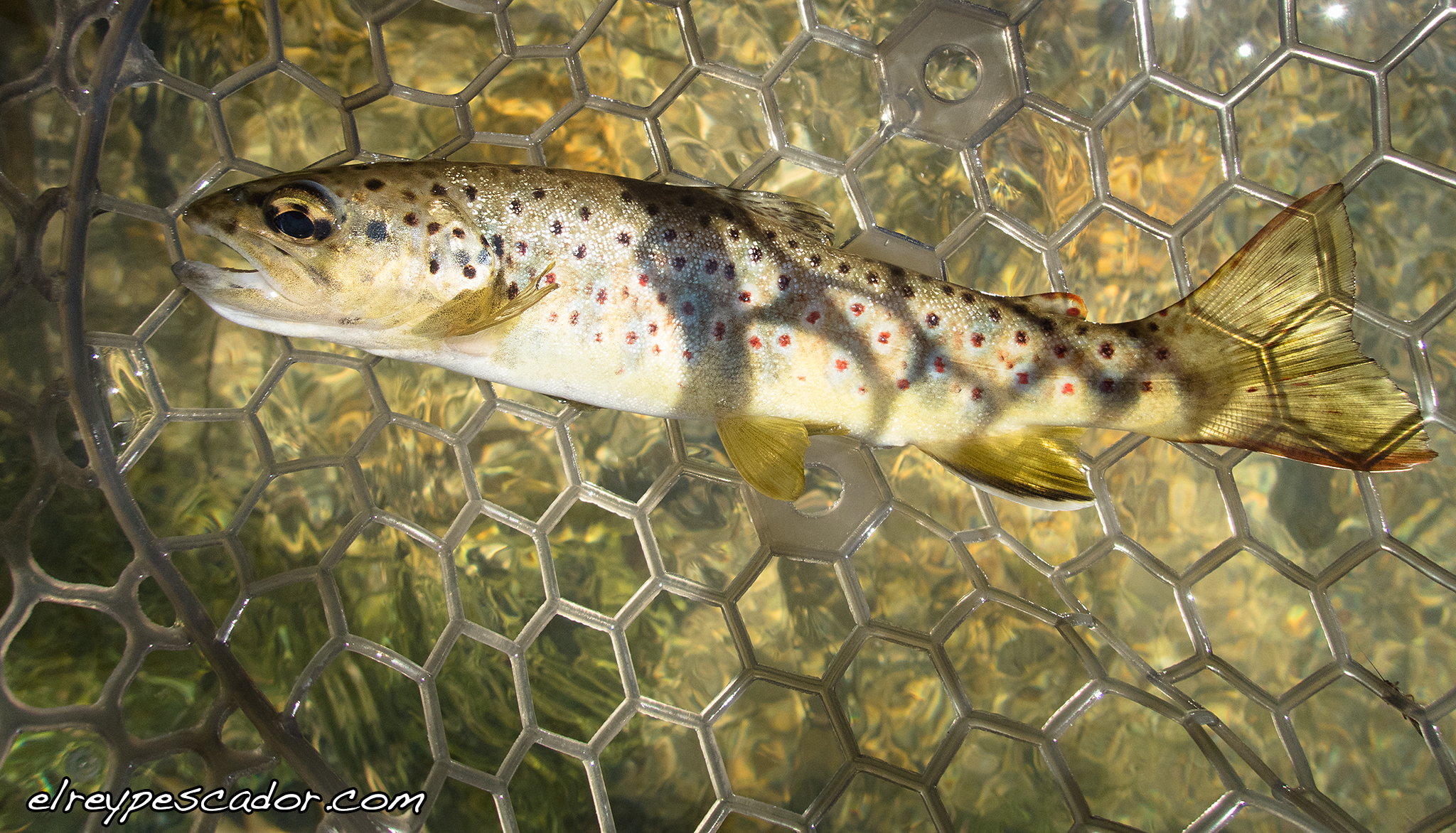 Trout on the fly