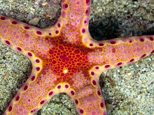 Sea Star, Neoferdina insolita
