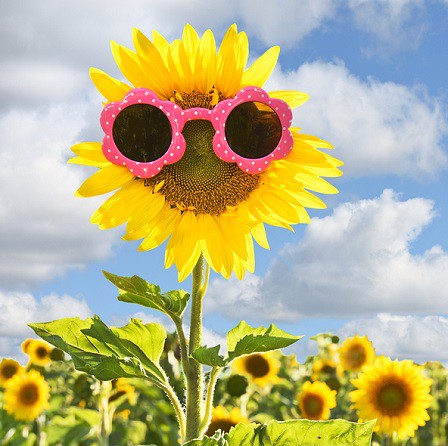 Tall Poppy should hang out with sunflowers!