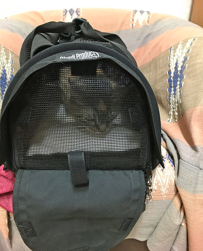 Indy the Introvert Kitty Cat is Ready to Travel - Budget Travelers Sandbox