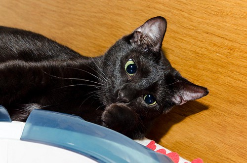 Morgana, gatita negra monísima, juguetona y tímida esterilizada, nacida en Julio´16, en adopción. Valencia. ADOPTADA. 34672391536_d0808729ba