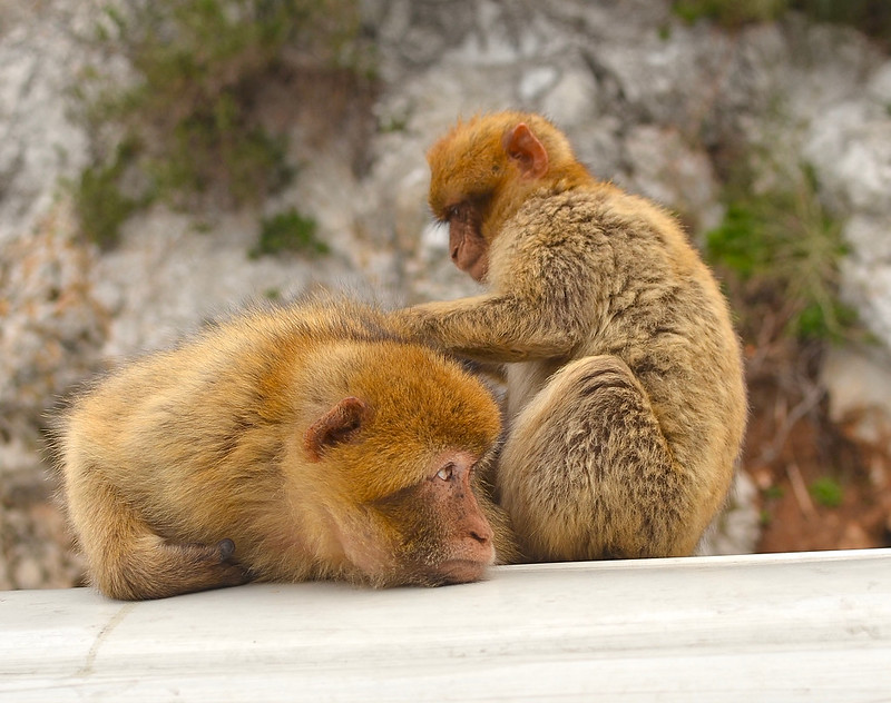 Gibraltarin apinat