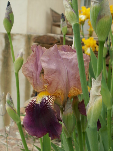 Iris bitone rouge - 8 de Cugan [identification en cours] 34107779882_855b6a4aec