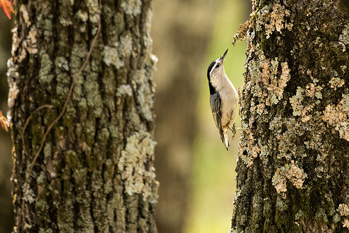 NJ: White-breasted Nuthatch says "Which Tree?"