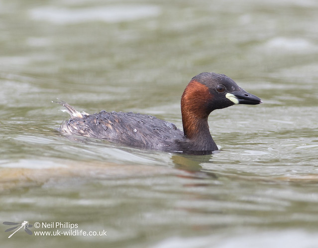 Little grebes trying to save nest-3