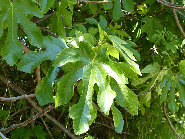 feuilles de figuier