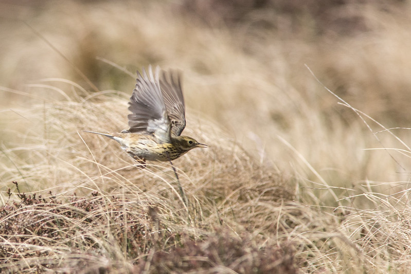 Meadow Pipit take-off.