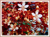 Clerodendrum paniculatum (Pagoda Flower, Orange Tower Flower, Hanuman Kireetam)