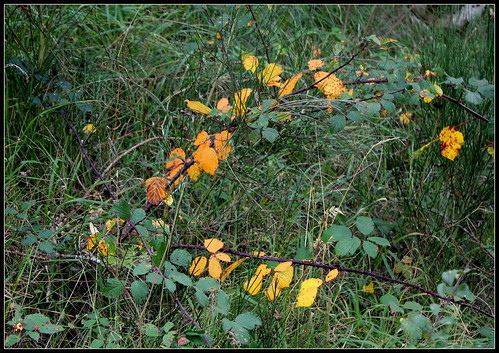 Rubus fruticosus - ronce commune 34294207321_485f3d2887