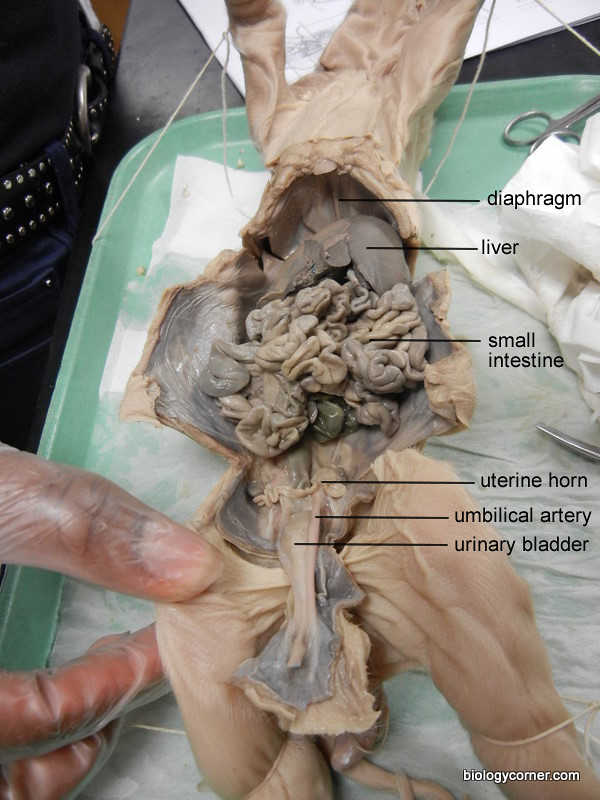 Fetal Pig Abdominal Cavity (labeled) | biologycorner | Flickr