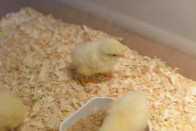 baby chicks-3