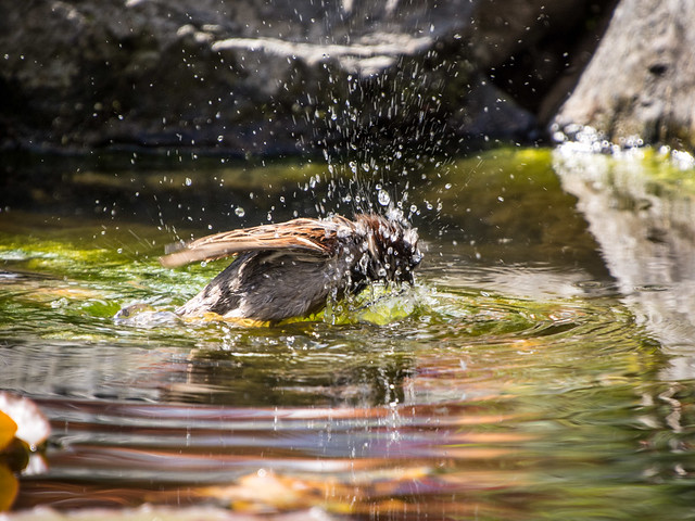 sparrow bath