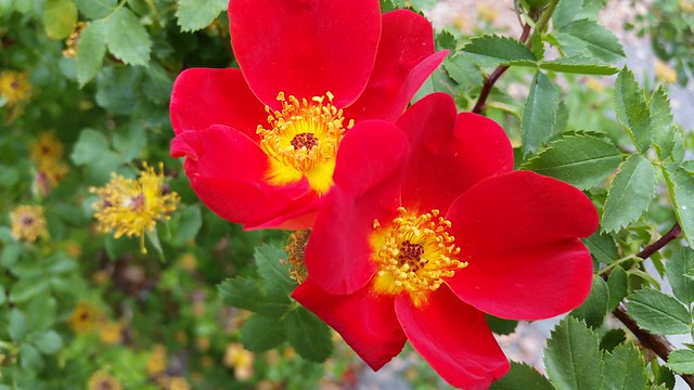 Red spring roses