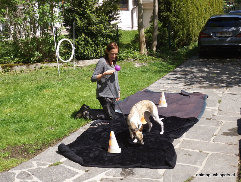 Naima darf machen was sie will, das Frauli muss den Parcour richtig abarbeiten. Hundi sollte nur nicht so fest an der Leine ziehen das der Ball fällt!