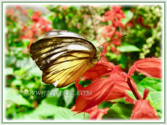 Butterfly enjoying nectar found on the flower of Salvia splendens (Scarlet Sage, Red Salvia, Tropical Sage), 5 Aug 2011