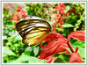 Salvia splendens (Scarlet Sage, Red Salvia, Tropical Sage)