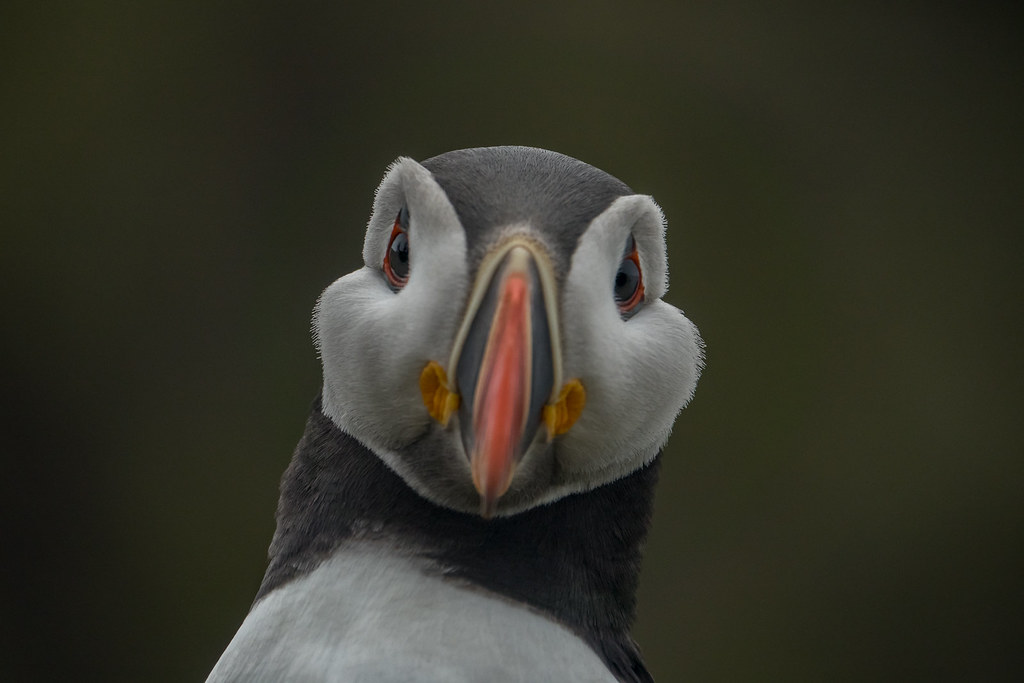Incredibly rare shots of an Atlantic puffin were taken by photographer Sam Hobson on the Sony RX10 III, which features an extended 600mm super-telephoto zoom lens and silent shutter capability, to ensure the endangered animal was not disturbed