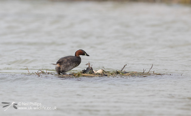 Little grebes trying to save nest-13