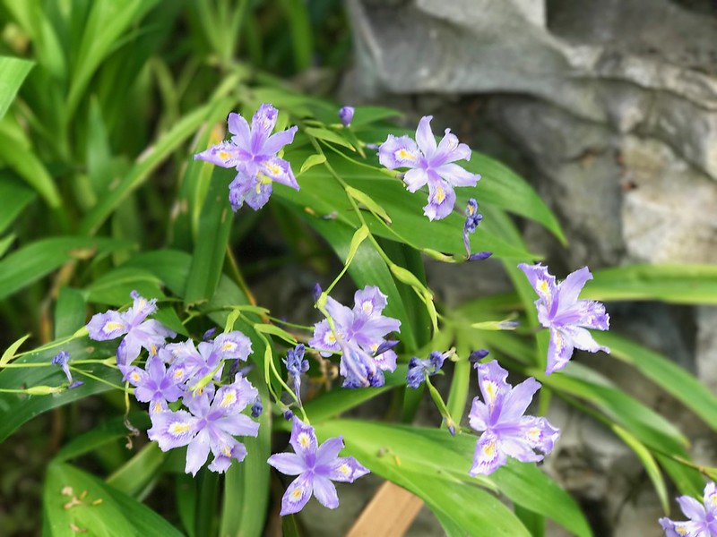 Irises in the Scholar's garden.